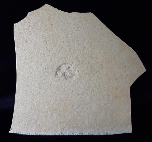 Lingulaticeras solenoides QUENSTEDT 1849 - Bild © FossNet FossilienStore